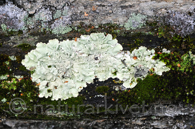 SR0_5216 / Flavoparmelia caperata / Eikelav