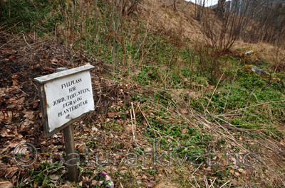 SR0_6848 / Vinca minor / Gravmyrt