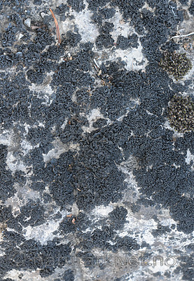 SR0_7084 / Thyrea confusa