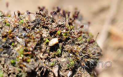 SR0_7122 / Pterygoneurum ovatum / Stjertmose