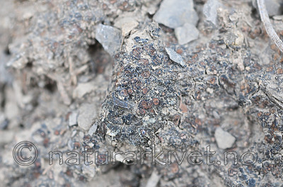 SR0_7204 / Enchylium limosum / Leirglye