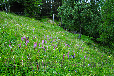 SR0_7556 / Gymnadenia conopsea / Brudespore