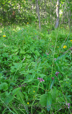 SR0_7816 / Melampyrum cristatum / Kammarimjelle