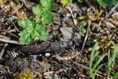 SR0_8110 / Psophus stridulus / Klapregresshoppe