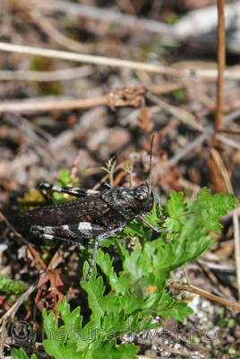 SR0_8127 / Psophus stridulus / Klapregresshoppe <br /> Triphragmium filipendulae / Knollmjødurtrust