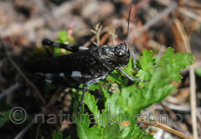 SR0_8129 / Psophus stridulus / Klapregresshoppe <br /> Triphragmium filipendulae / Knollmjødurtrust