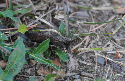 SR0_8161 / Psophus stridulus / Klapregresshoppe