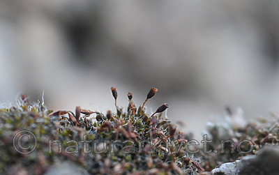 SR0_8249 / Pterygoneurum ovatum / Stjertmose