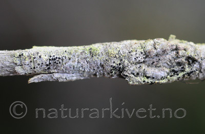 SR0_8466 / Bactrospora brodoi / Taigabendellav