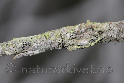 SR0_8475 / Bactrospora brodoi / Taigabendellav