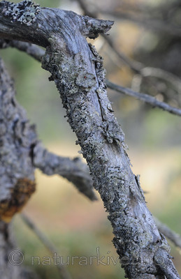 SR0_8494 / Bactrospora brodoi / Taigabendellav