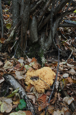 SR0_8715 / Ramaria flavescens / Stor korallsopp
