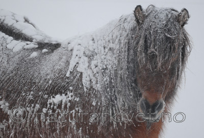 SR0_8936 / Equus caballus / Hest