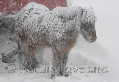 SR0_8937 / Equus caballus / Hest