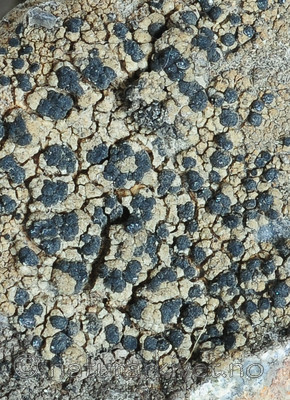 SR0_9004 / Toninia philippea