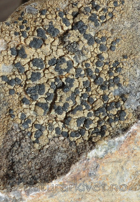 SR0_9005 / Toninia philippea