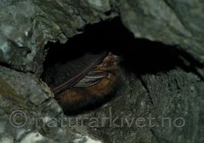 SR488 / Plecotus auritus / Brunlangøre