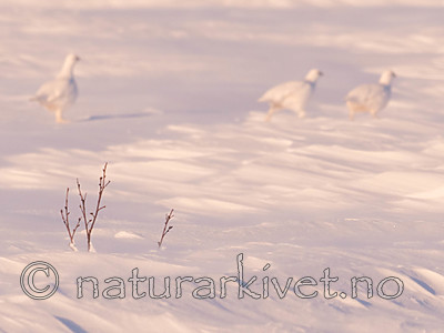 Sir0073-2 / Lagopus lagopus / Lirype