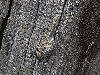 _4230058 / Ochrolechia pseudopallescens