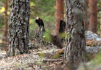 _4235449 / Tetrao urogallus / Storfugl