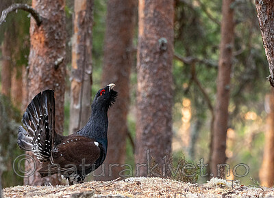 _4235454 / Tetrao urogallus / Storfugl