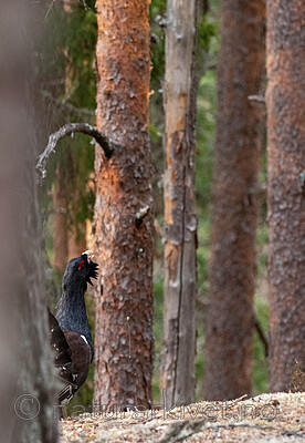 _4235460 / Tetrao urogallus / Storfugl