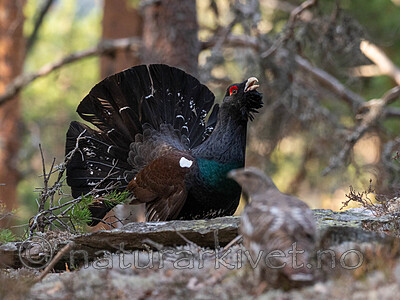 _4235481 / Tetrao urogallus / Storfugl