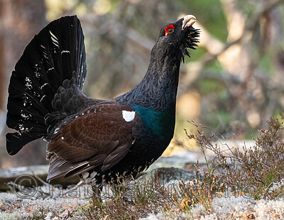 _4235486 / Tetrao urogallus / Storfugl