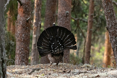 _4235509 / Tetrao urogallus / Storfugl