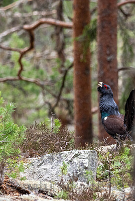 _4235526 / Tetrao urogallus / Storfugl