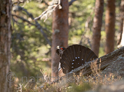 _4270030 / Tetrao urogallus / Storfugl