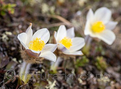 _5070366 / Pulsatilla vernalis / Mogop