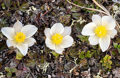 _5070418 / Pulsatilla vernalis / Mogop