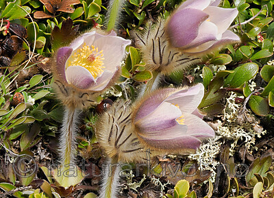 _5070456 / Pulsatilla vernalis / Mogop