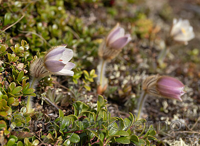 _5070457 / Pulsatilla vernalis / Mogop