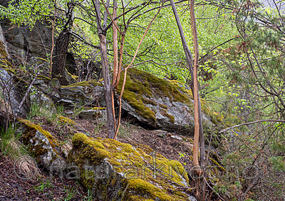 _5116052 / Ulmus glabra / Alm