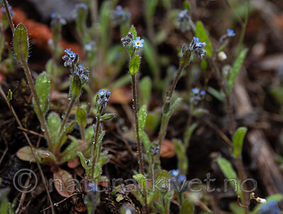 _5116060 / Myosotis stricta / Dvergforglemmegei