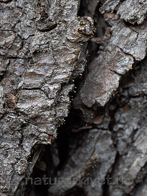 _5126295 / Sclerophora farinacea / Blådoggnål <br /> Ulmus glabra / Alm