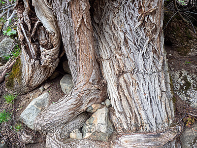 _5126367 / Ulmus glabra / Alm