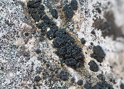 _5140247 / Lempholemma botryosum