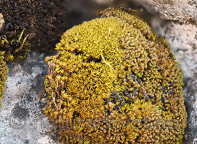 _5140295 / Trichostomum crispulum / Kalksvamose