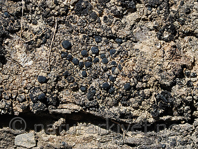 _5140584 / Toninia philippea