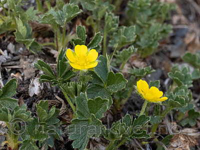 _5140654 / Potentilla tabernaemontani / Vårmure