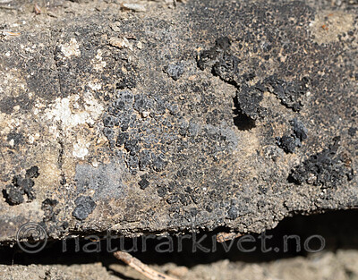 _5140681 / Metamelanea caesiella