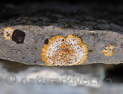 _5160761 / Calogaya pusilla