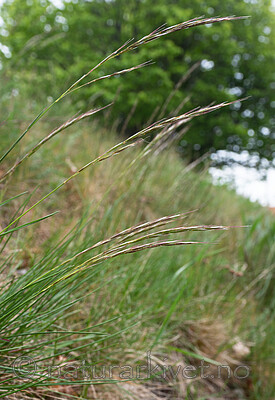 _5196882 / Avenula pratensis / Enghavre