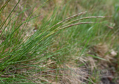 _5196889 / Avenula pratensis / Enghavre