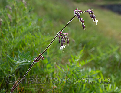_5206948 / Silene nutans / Nikkesmelle