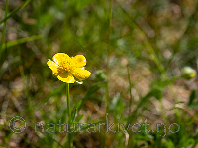 _5250370 / Ranunculus bulbosus / Knollsoleie