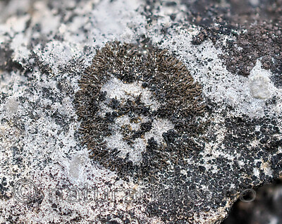 _5290580 / Placynthium stenophyllum